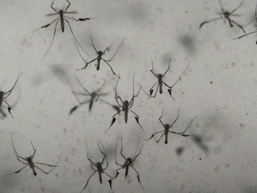 West Nile virus confirmed in Kent County mosquito