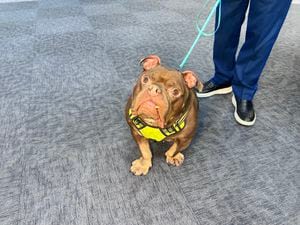 Furever Friday: Creed looking for a forever home