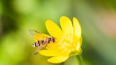 Un paso en los Pirineos permite la migración masiva de insectos hacia España