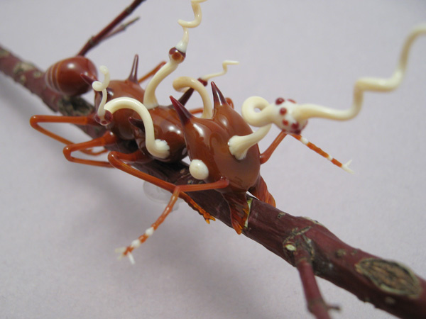 Wesley Fleming, Leafcutter Ant Infected with Cordyceps Fungus, 2010