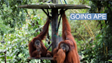 Malaysia's 'orangutan diplomacy' pitches apes for palm oil, their greatest threat