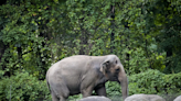 為一頭大象爭「人格」！亞洲象「快樂」獨居16年 紐約法院將裁決是否釋放
