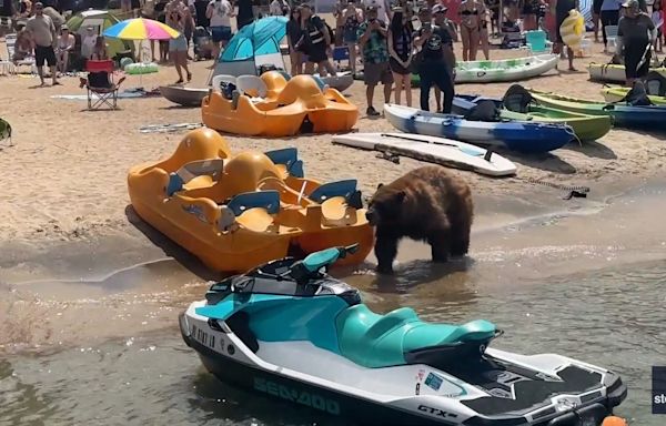 Video captures big black bear's casual stroll across crowded California beach