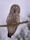 Great grey owl