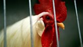 8 arrested after Waterbury police break up alleged cockfighting ring