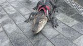 Wally, the emotional support alligator once denied entry to a baseball game, is missing