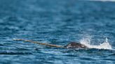 Ocean-climate VC Propeller launches with $100M to fund 'tomorrow's narwhals'