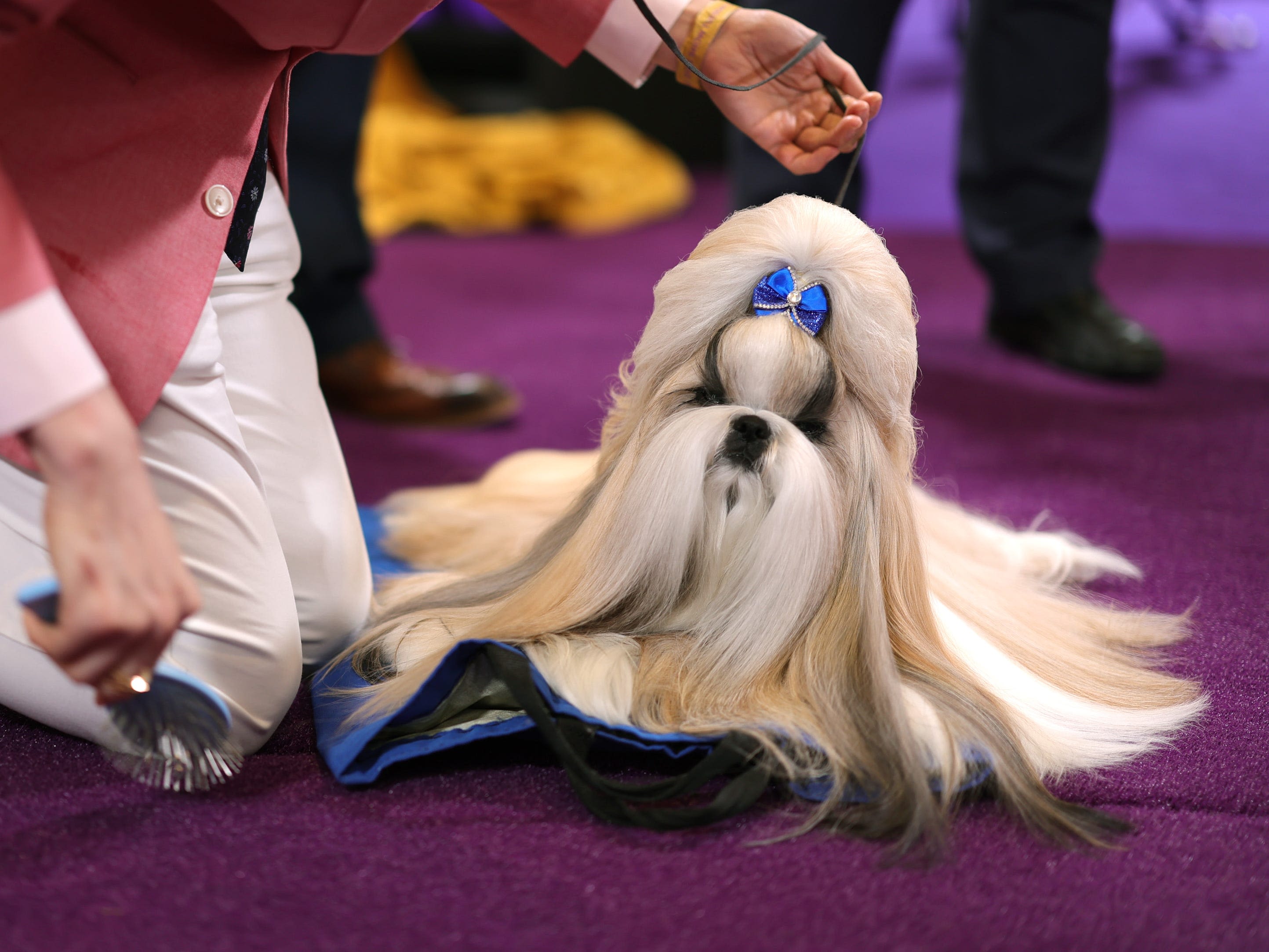 You need to see the 7 prize winners at this year's Westminster dog show