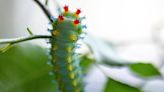 Is a Fort Worth caterpillar infestation killing trees? Here’s what an expert told us.