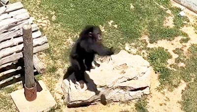 Zoo Chimpanzee Delights Visitors by Expertly Tossing Back Sandal That Fell into His Enclosure