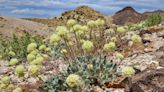 Biden admin advances review of Nevada lithium mine despite concerns over endangered wildflower