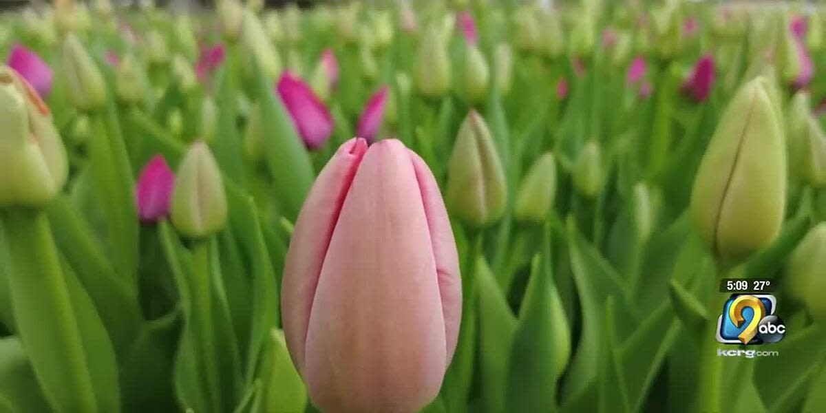 Pella band students honor band director at the Tulip Time Festival