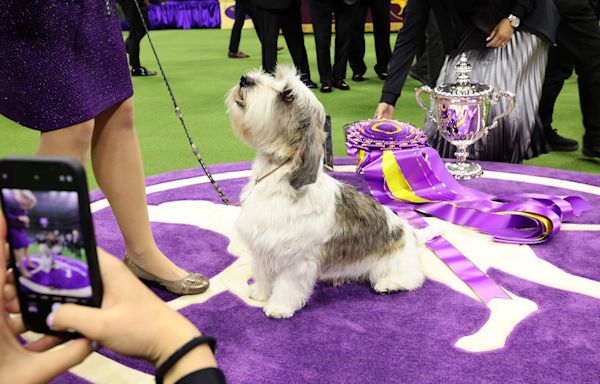 Westminster dog show 2024: Time, channel, free streaming schedule, best in show