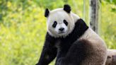 Pausa en las tensiones entre Estados Unidos y China: los osos panda regresan a Washington