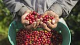 Producción de café en Colombia volvió a crecer en noviembre