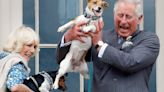 Camilla’s dogs to appear in sculpture form at first Highgrove shop at Chelsea