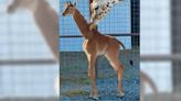 全球唯一一隻！ 無斑紋長頸鹿誕生於美國