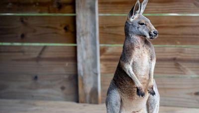 Jump for joey! Jefferson County wildlife center gets new kangaroo, building new exhibits