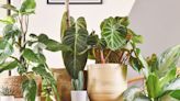 Add Drama to Your Rooms with These Big Leaf Houseplants