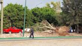 Caen más de 10 árboles en Soledad por fuertes vientos