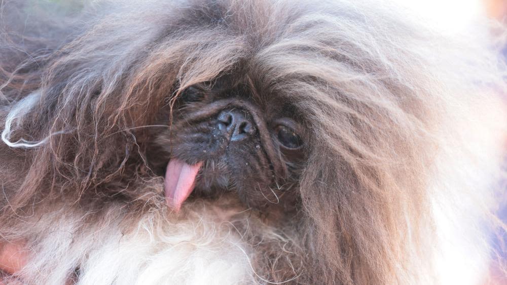 Meet Wild Thang, voted world's ugliest dog