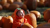 Want to pick your own pumpkins this year? Here's where to go