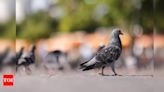 Feathered foes: How pigeons can leave you gasping for air | Delhi News - Times of India