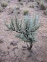 Artemisia tridentata