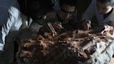 Após chuva de maio, pesquisadores encontram esqueleto quase completo de dinossauro na Região Central | GZH