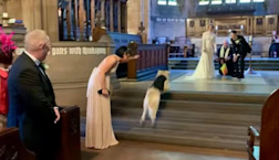 Golden retriever named Pancakes steals the show as wedding ring bearer