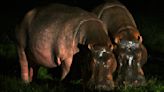 Colombia begins sterilisation of 'cocaine hippos'