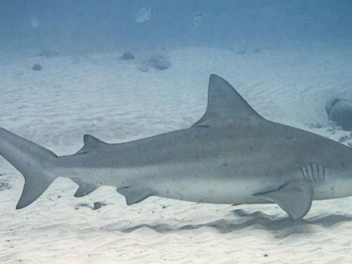 Baby bull sharks are thriving in Texas and Alabama bays as the Gulf of Mexico warms