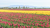 Waiting for peak tulip bloom in Skagit County? Finally, it’s just about to start