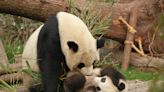 2 new giant pandas are returning to Washington’s National Zoo from China by the end of the year - WSVN 7News | Miami News, Weather, Sports | Fort Lauderdale