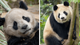 San Diego Zoo lays out plans for pandas in application filed ahead of arrival