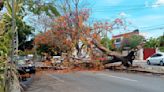 Cae árbol de flamboyán en la colonia Alemán y deja dos autos dañados