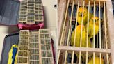 Airline passenger busted with 400 canaries inside suitcases