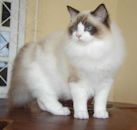 Ragdoll-Katze