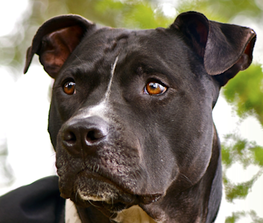 Pit Bull Looks Totally Stressed During Shocker 'Twilight Breaking Dawn’ Moment