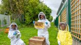 What causes bee and wasp sting fear as hospital installs beehives to reduce angst