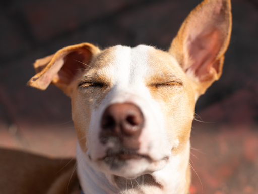 Do Dogs Need Sunscreen? Keep Your Furry Friend Safe in The Summer Sun