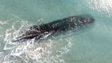 A fierce storm uncovered a mysterious shipwreck. Now another could destroy it