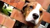 Curious Beagle puppy gets his head STUCK in a brick wall