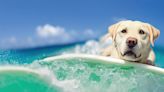 Ocean-Loving Labrador’s Incredible Surfing Skills Have Everyone Totally Impressed