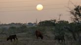 Texas residents asked to 'immediately' conserve water amid drought, extreme heat