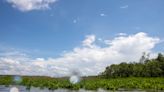 Vital wetlands see expansion across Chesapeake Bay region amid sea level rise concerns