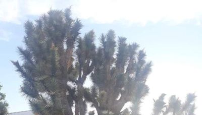 Massive Joshua Tree in Rio Rancho destroyed in Saturday’s storm