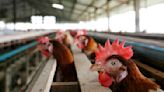 As bird flu spreads in the US, is it safe to eat eggs? What to know about the risk to humans