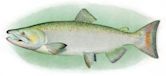 Chinook salmon