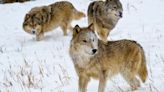 Another Major Legal Battle Is Brewing Over The Killing Of Gray Wolves